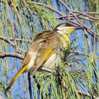 Mangrove Honeyeater